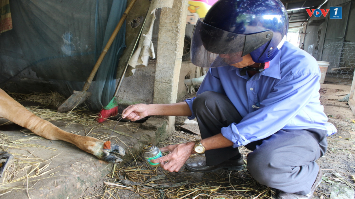 Dịch lở mồm long móng gia súc bùng phát, Quảng Trị khẩn trương tiêm vaccine phòng dịch (30/08/2024) 